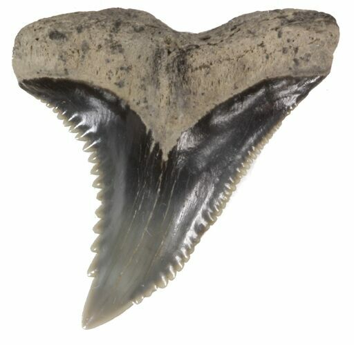 Fossil Hemipristis Shark Tooth - Maryland #42515